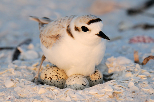plover and eggs